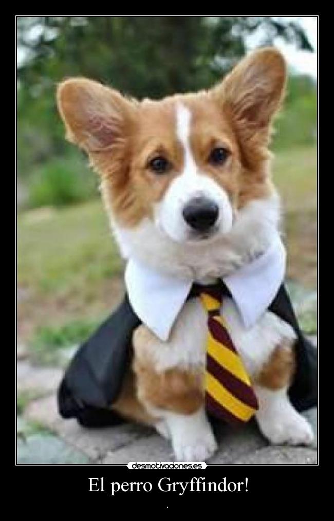 El perro Gryffindor! -