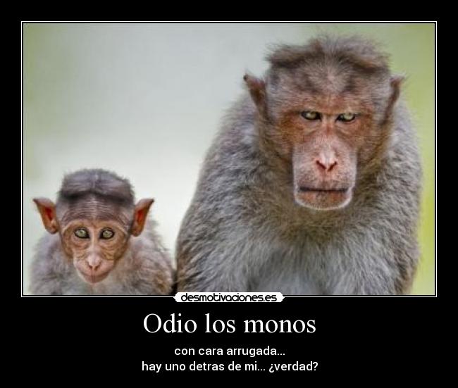 Odio los monos - 