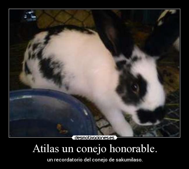 Atilas un conejo honorable. - 