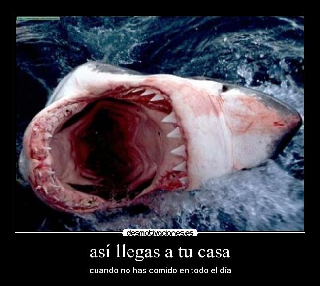 así llegas a tu casa - cuando no has comido en todo el día