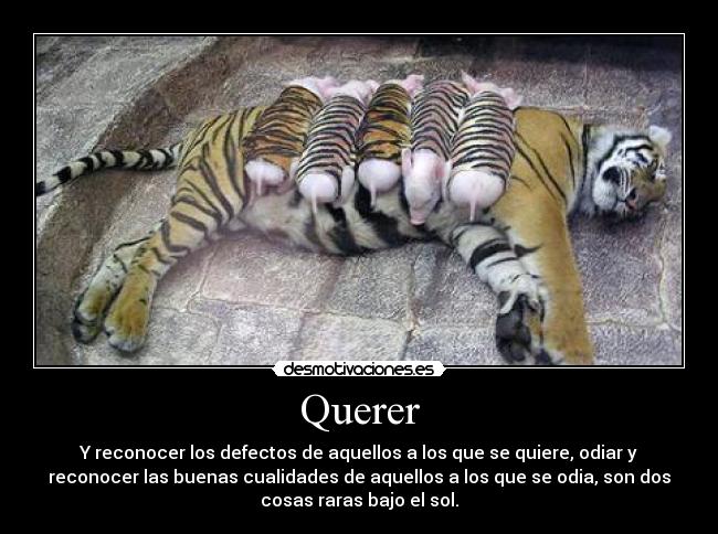 Querer - 
