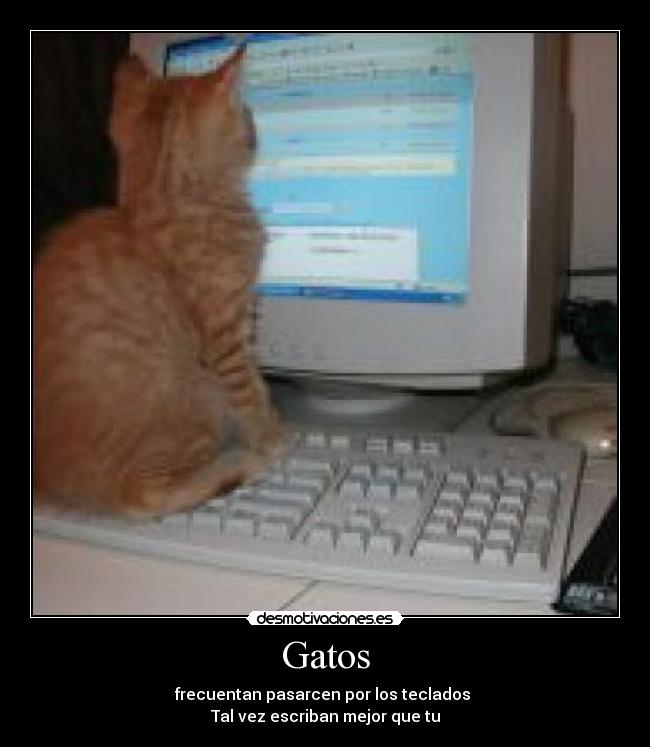 Gatos - 