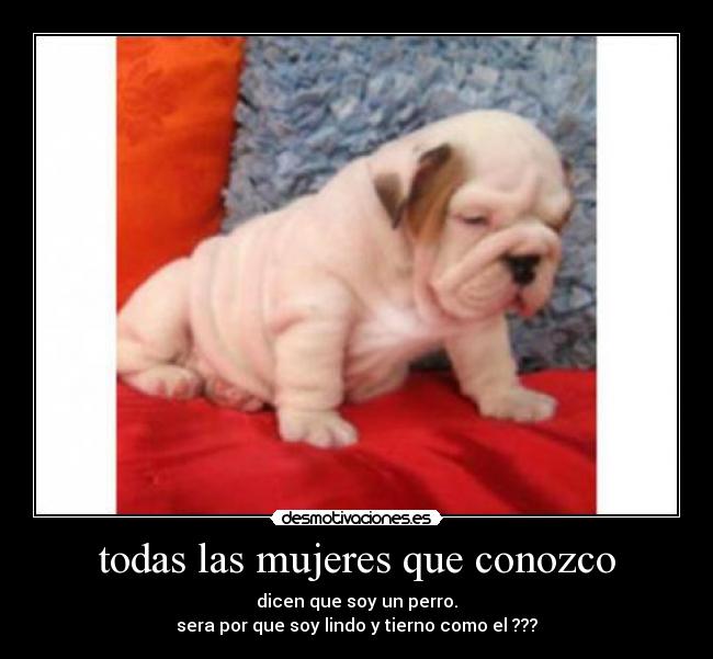 todas las mujeres que conozco - dicen que soy un perro.
sera por que soy lindo y tierno como el ???