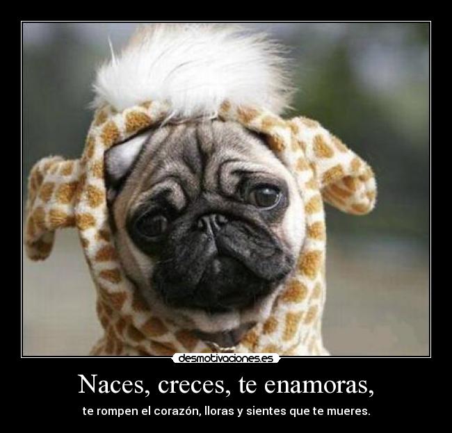 carteles naces creces romper corazon triste perro leon mueres morir enamorado enamorar desmotivaciones