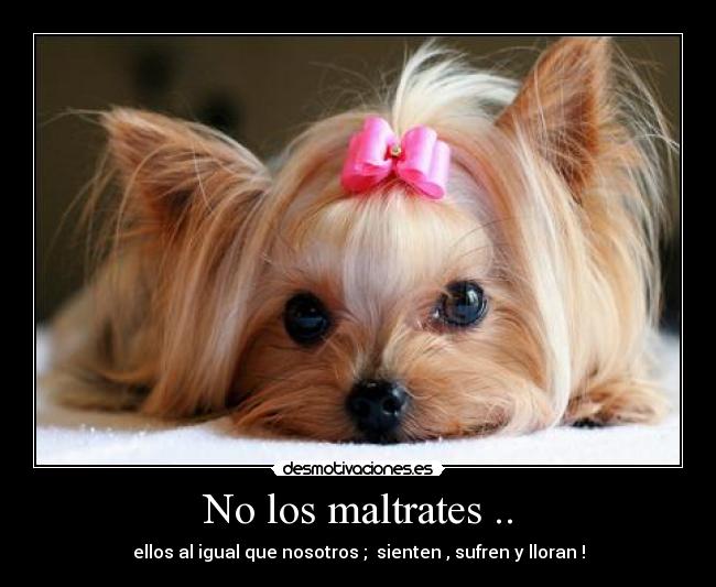 No los maltrates .. - ellos al igual que nosotros ; sienten , sufren y lloran !
