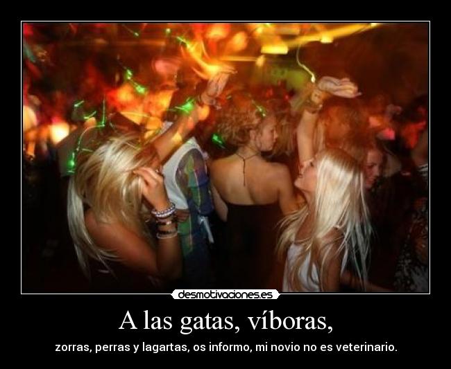 A las gatas, víboras, - 