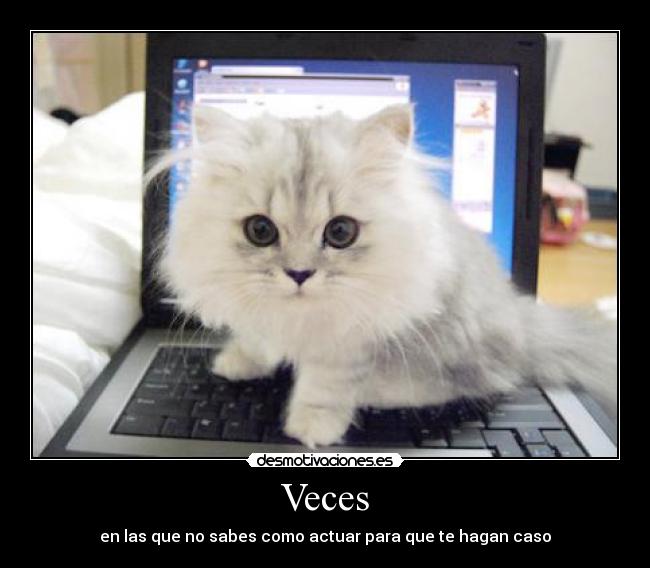 carteles veces sabes actuar caso gatosordenador como mee flipas pizza peli kelly desmotivaciones