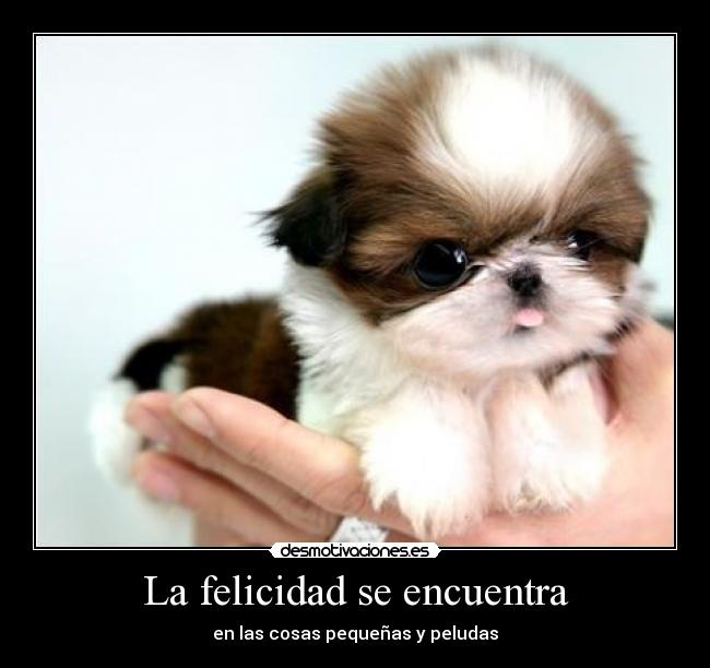 La felicidad se encuentra - 