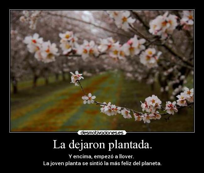 La dejaron plantada. - Y encima, empezó a llover.
La joven planta se sintió la más feliz del planeta.
