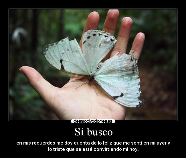 Si busco -