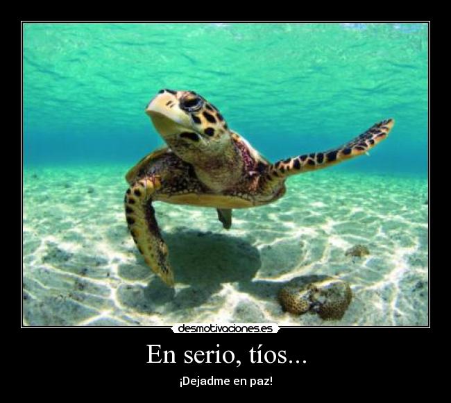 carteles las tortugas tambien enfadan desmotivaciones