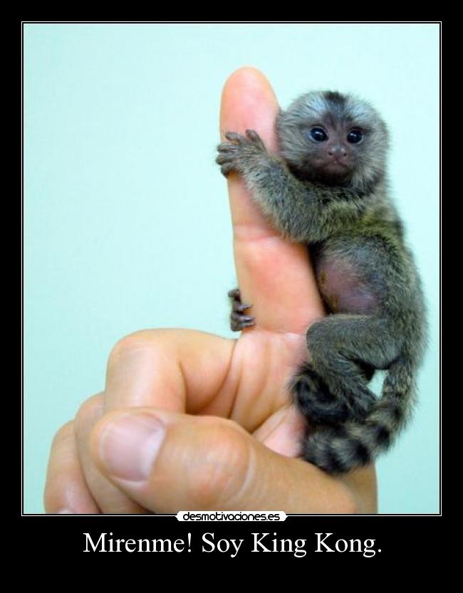 Mirenme! Soy King Kong. -