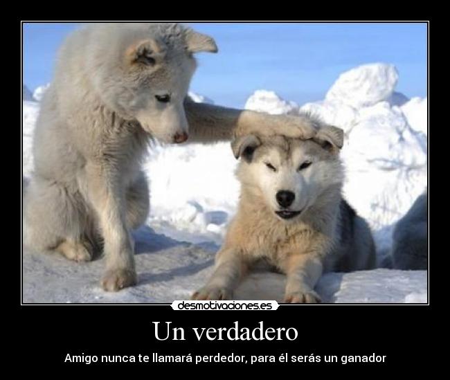 Un verdadero - Amigo nunca te llamará perdedor, para él serás un ganador