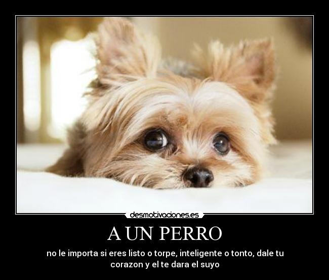 A UN PERRO -