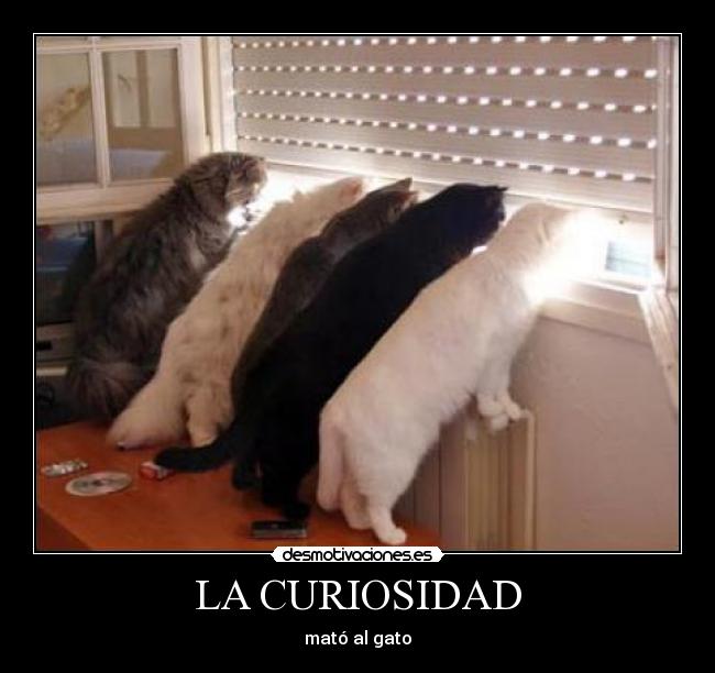 LA CURIOSIDAD - mató al gato