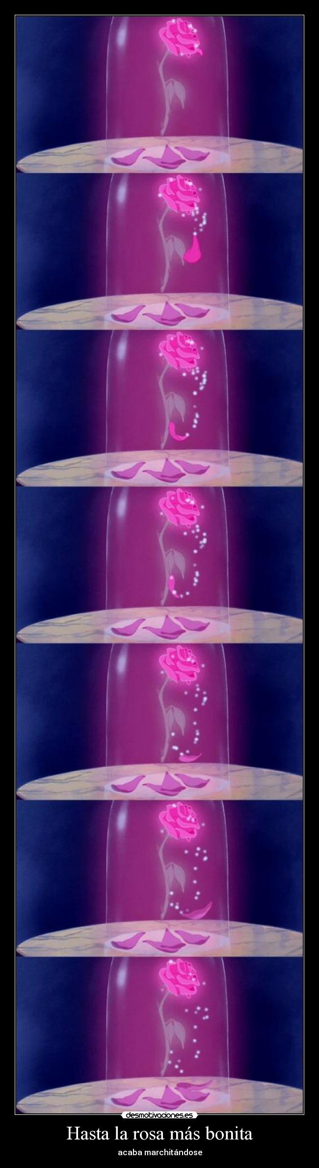 Hasta la rosa más bonita -