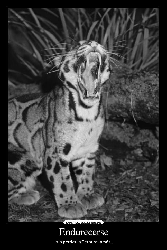 Endurecerse - sin perder la Ternura jamás.