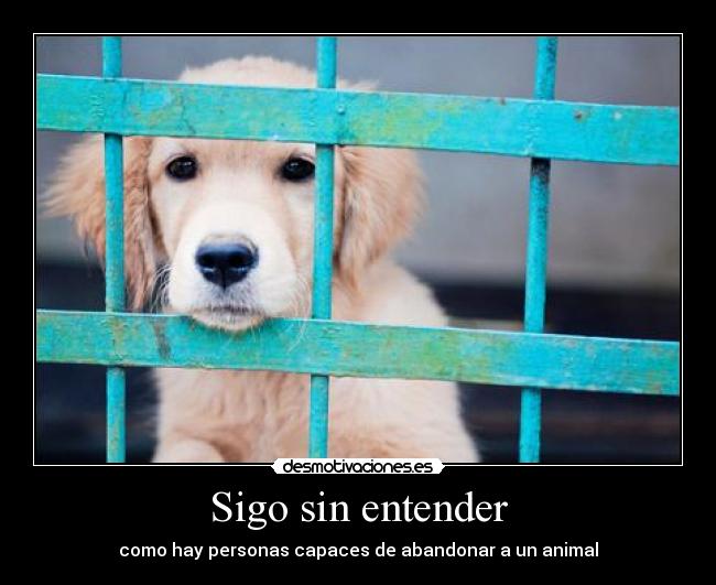 Sigo sin entender - como hay personas capaces de abandonar a un animal