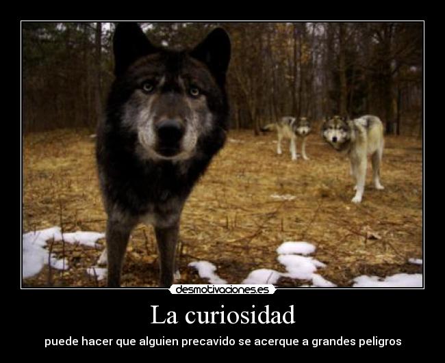La curiosidad - 