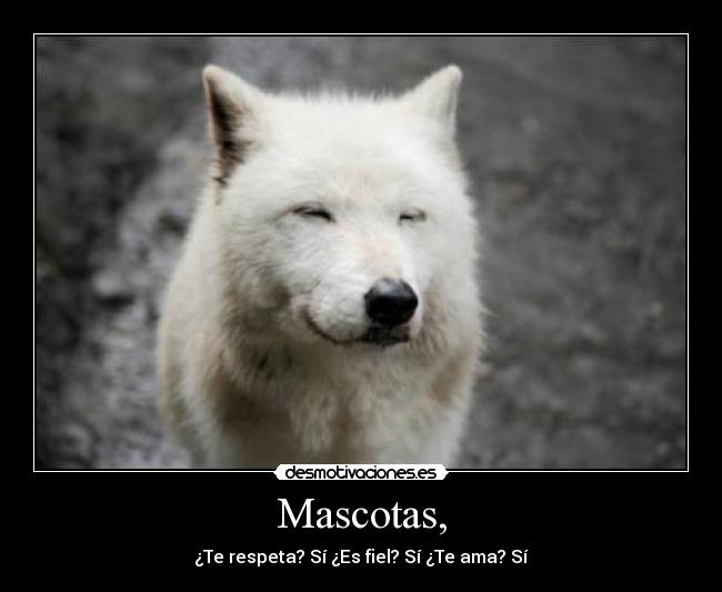 Mascotas, - ¿Te respeta? Sí ¿Es fiel? Sí ¿Te ama? Sí