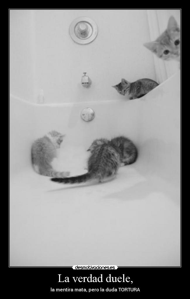 carteles gatoos desmotivaciones