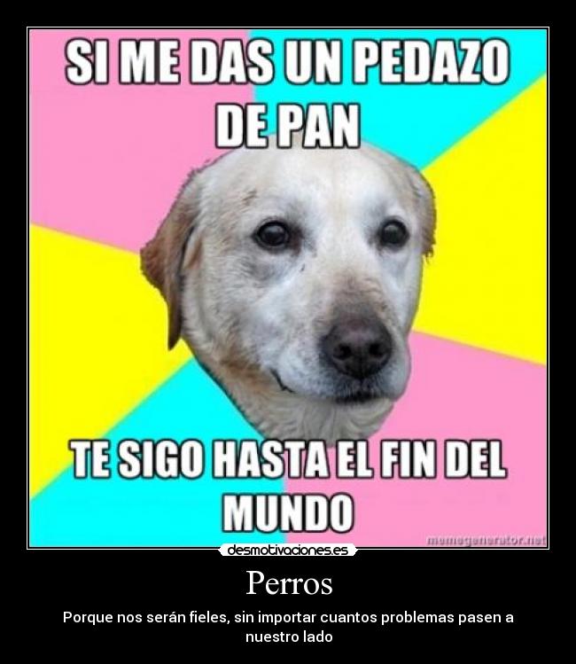 Perros - Porque nos serán fieles, sin importar cuantos problemas pasen a nuestro lado