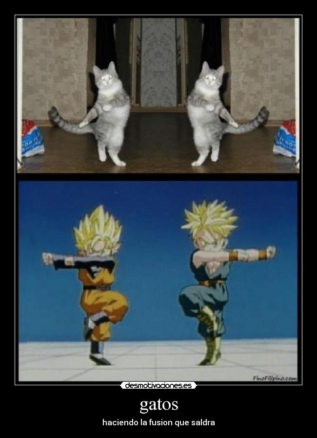 gatos - haciendo la fusion que saldra