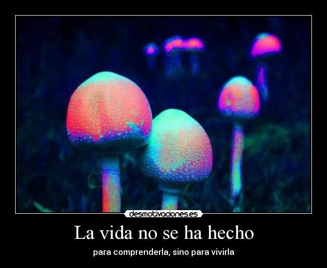 La vida no se ha hecho - para comprenderla, sino para vivirla