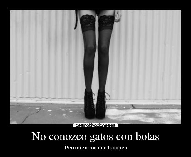 carteles gatos neptun4 desmotivaciones