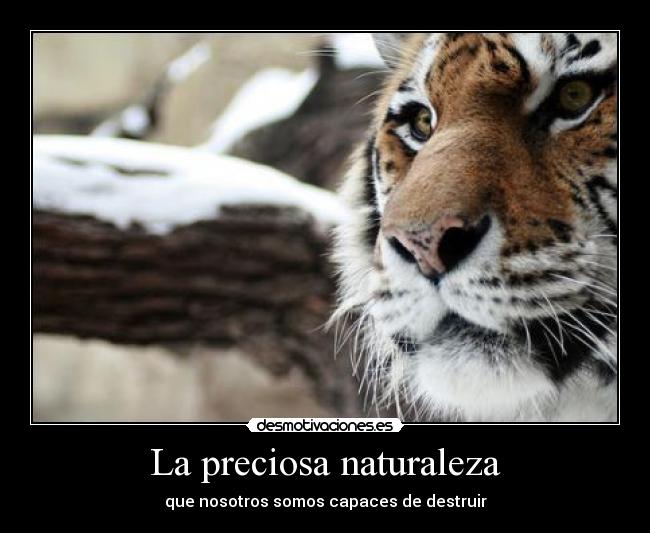 La preciosa naturaleza - 