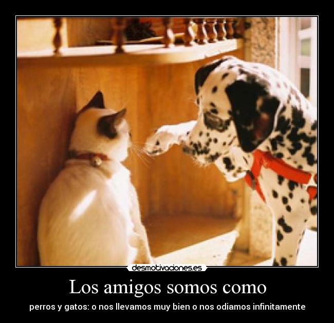Los amigos somos como - perros y gatos: o nos llevamos muy bien o nos odiamos infinitamente