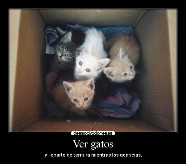 Ver gatos - 