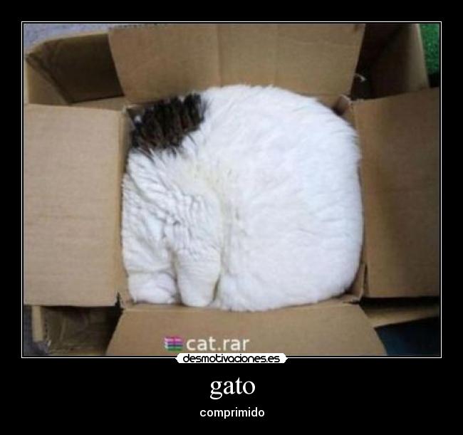 gato - comprimido