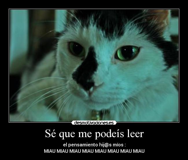 Sé que me podeís leer - el pensamiento hij@s míos :
MIAU MIAU MIAU MIAU MIAU MIAU MIAU MIAU