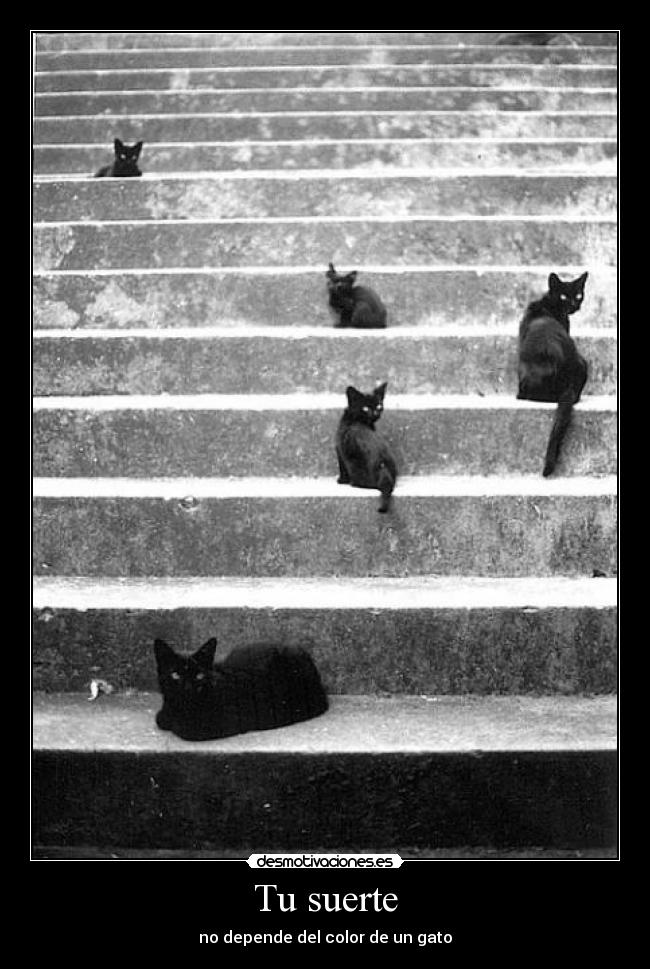 Tu suerte - no depende del color de un gato