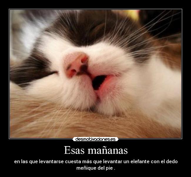Esas mañanas - en las que levantarse cuesta más que levantar un elefante con el dedo meñique del pie .