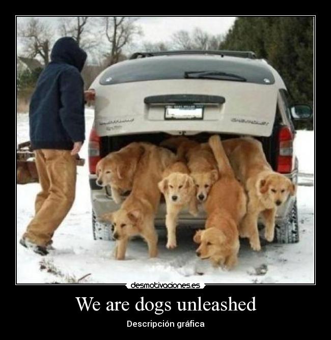 carteles tokio hotel kaulitz dogs desmotivaciones