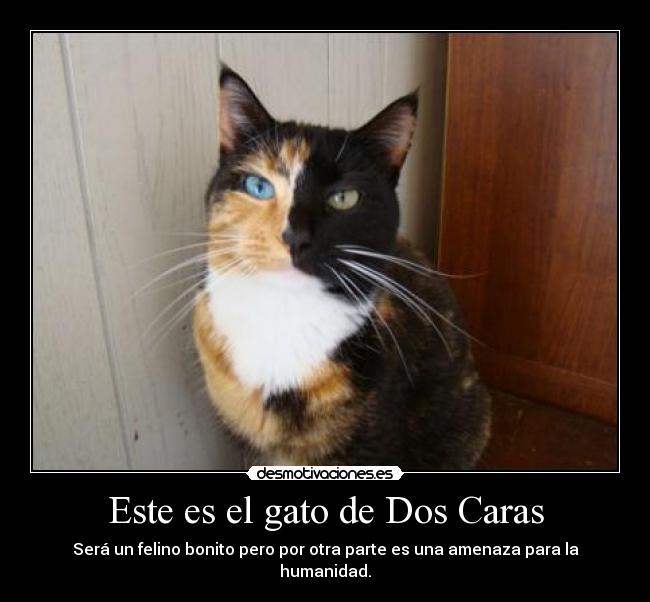 carteles boloman desmotivaciones