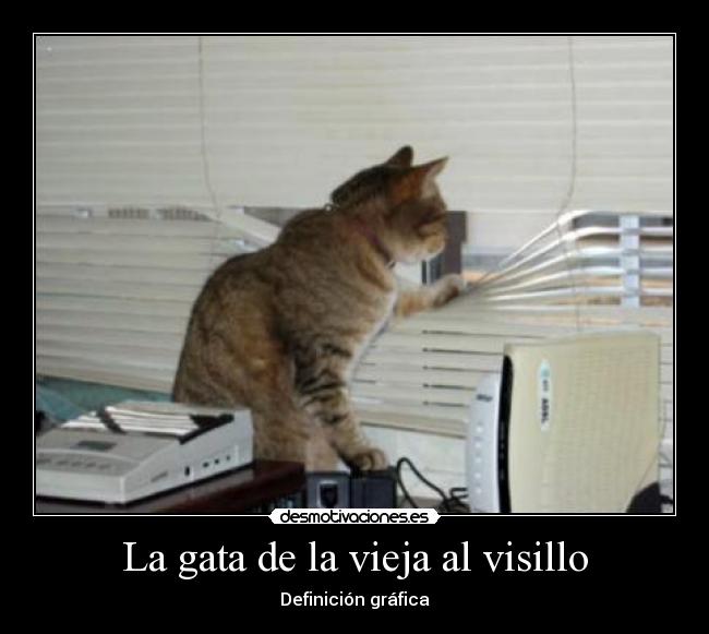 La gata de la vieja al visillo - Definición gráfica