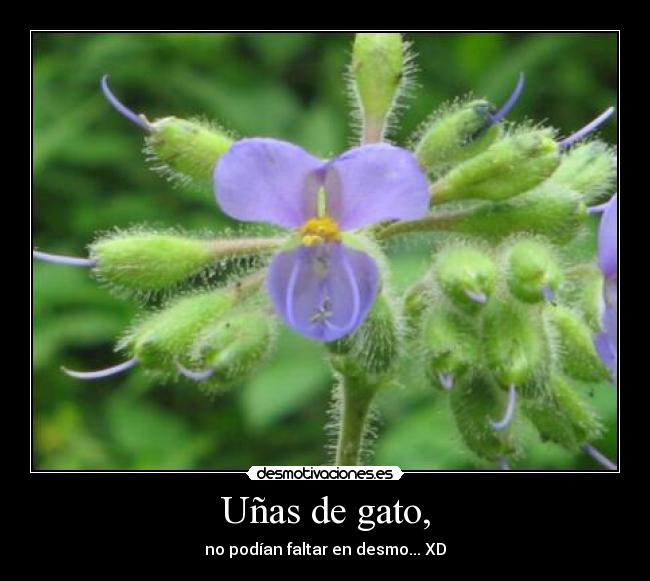 Uñas de gato, -