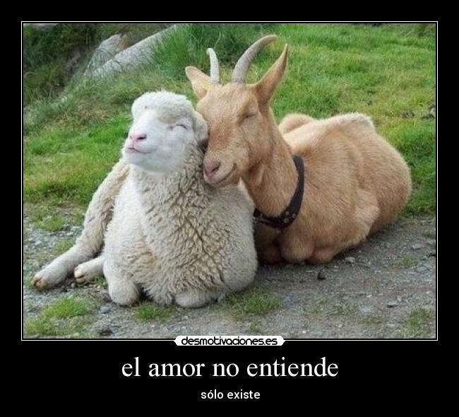 el amor no entiende - sólo existe