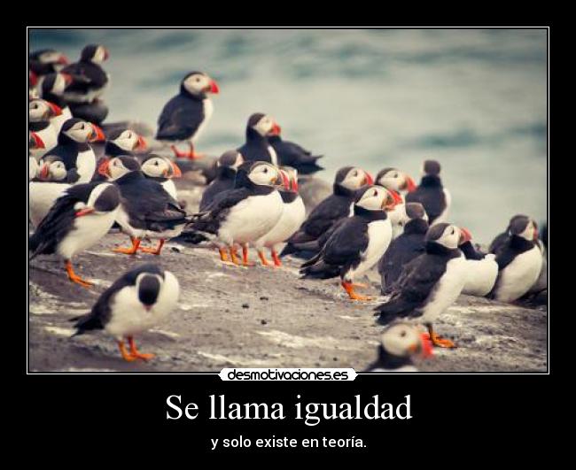 carteles llama desmotivaciones