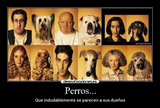 Perros... -