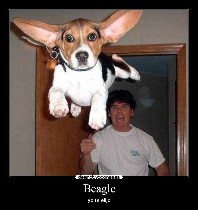 Beagle -