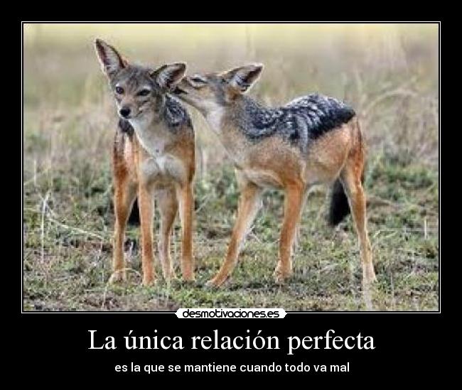 La única relación perfecta - es la que se mantiene cuando todo va mal