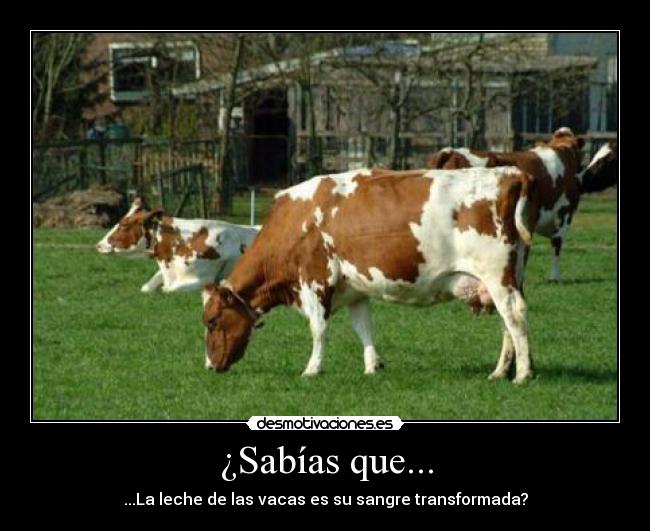 ¿Sabías que... -