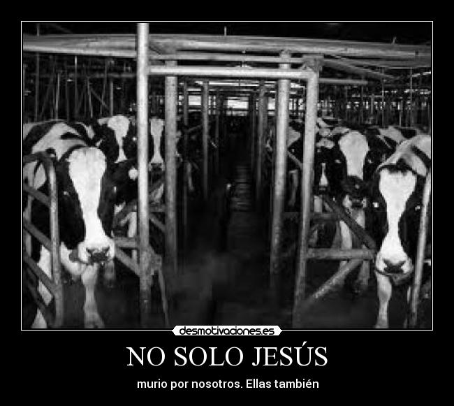 NO SOLO JESÚS - 