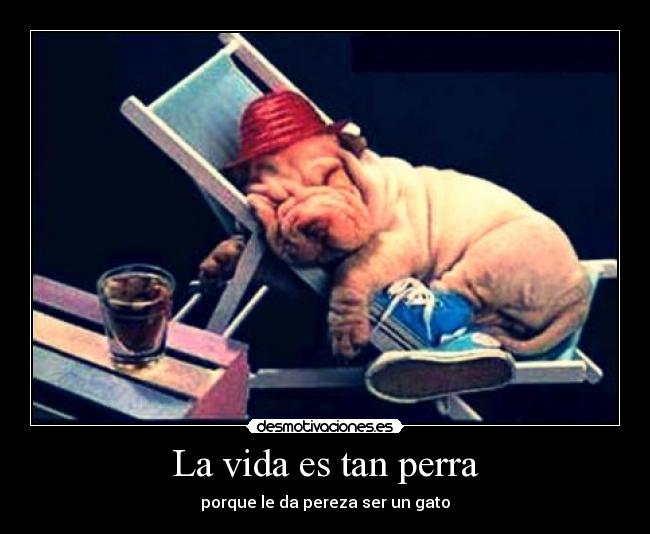 La vida es tan perra - porque le da pereza ser un gato