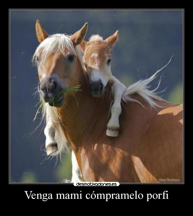 Venga mami cómpramelo porfi -