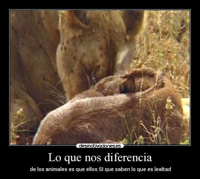 Lo que nos diferencia - de los animales es que ellos SI que saben lo que es lealtad